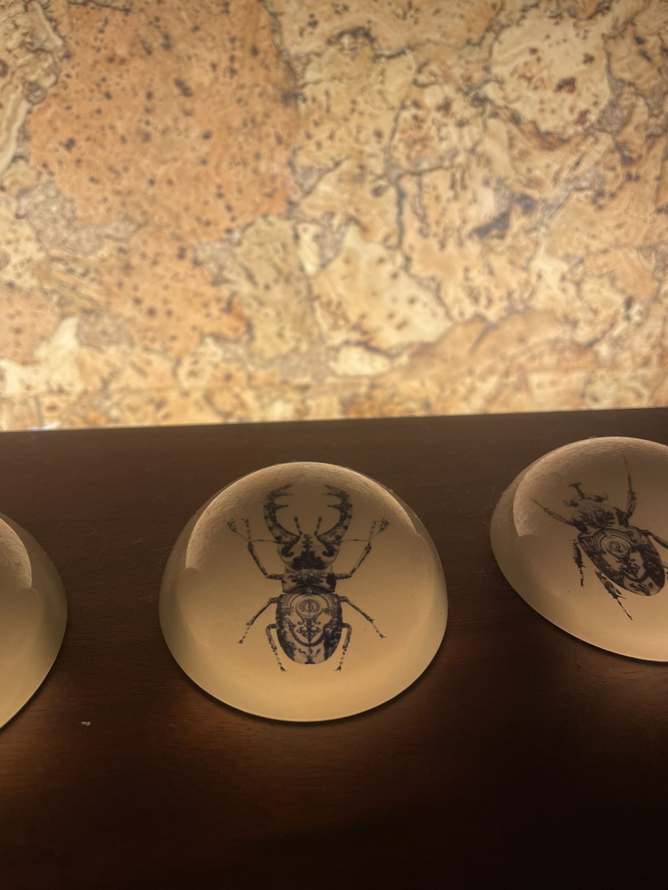 Glass domes with beetle prints lined up on a shelf against cork