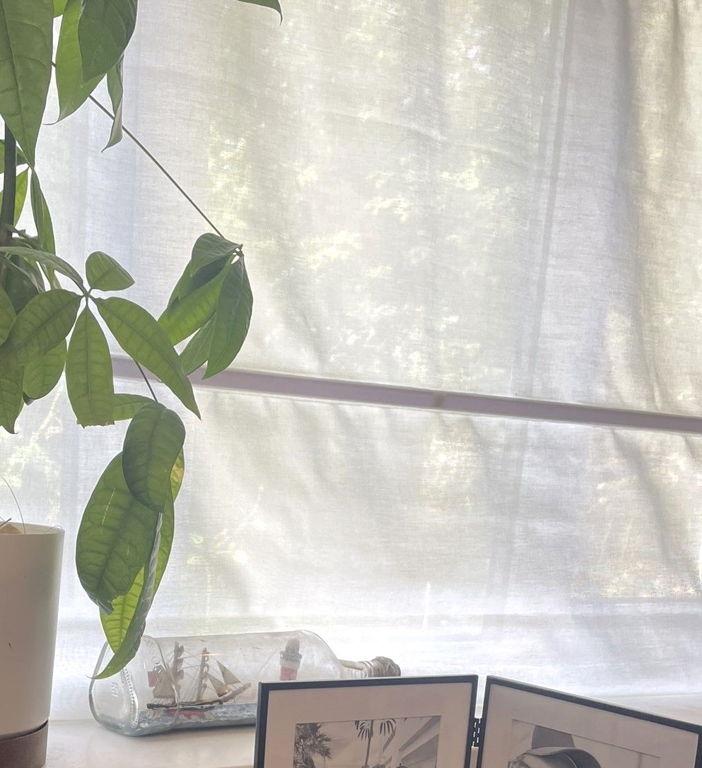 A pothos plant by a sunlit window with a linen blind
